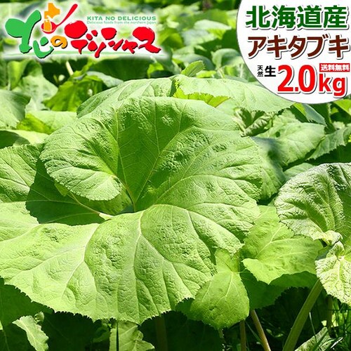 �y�o�׊ԋ߁z�k�C���Y �R�� �V�R �A�L�^�u�L 2kg (�퉷��) �ӂ� �t�L �� �H�c�ӂ� �R�� �k�C�� ������_0