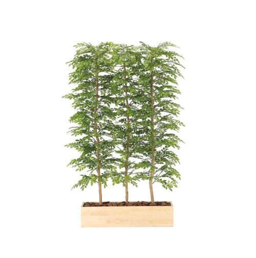 �l�H�ϗt�A���@�O���[���p�[�e�[�V�����@�g�l���R1.8���@���G�}���H�@