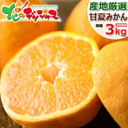 �y�o�׊ԋ߁z�Y�n���I ���Y �݂��� �É� 3kg (�G�i/L-2L/�퉷��) ���k �M�t�g ���蕨 ������p ������