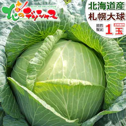 �y�\��z�k�C���Y �L���x�c �D�y�勅 7kg (JA����/7.0kg) �`����� ����ׂ� �L���x�c �k�C�� ������