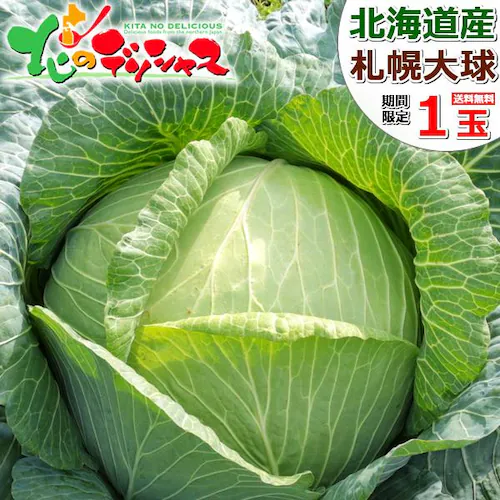 【出荷間近】北海道産 キャベツ 札幌大球 7kg (JA共撰/7.0kg) 稀少 品薄 伝統野菜 きゃべつ キャベツ 自宅用 家庭用 野菜 秋野菜 北海道 グルメ お取り寄せ_0