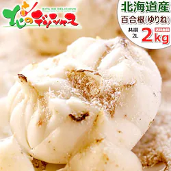 �y�\��z�k�C���Y �S���� 2kg (JA����/2L-3L�T�C�Y/�퉷��) ��荪 ������ ���� �k�C�� ������