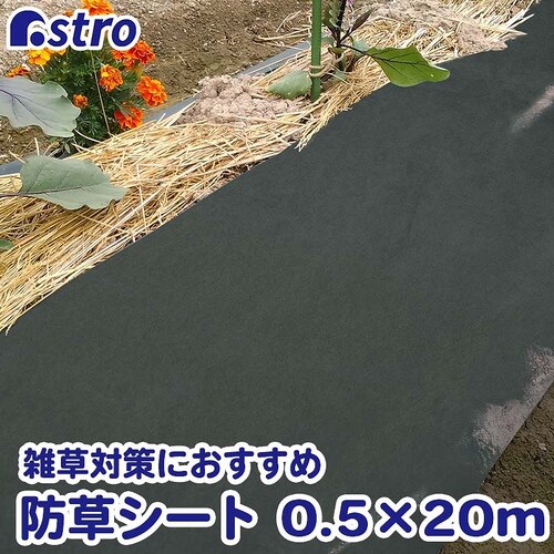 ���p�h���V�[�g�@�G���ӂ����E�l�@50cm�~20��_0