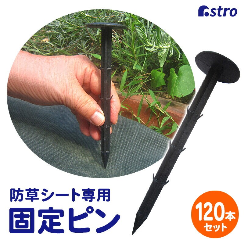 ���|�p�h���V�[�g�p�������s�� 120�{�g