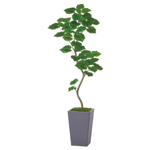 �l�H�ϗt�A���@�E���x���[�^1.85���Ԋ�t_0