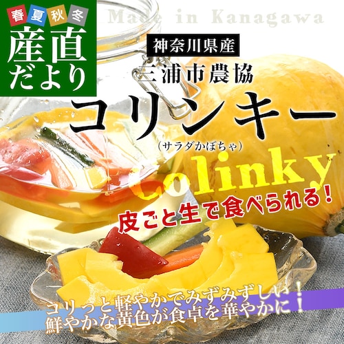 神奈川県産 三浦市農協 コリンキー(サラダかぼちゃ) 約3キロ 秀品 6玉送料無料 南瓜 カボチャ【ご注文後3日から18日以内に発送します】_0