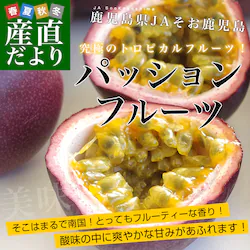 �����������Y�n���� JA���������� �p�b�V�����t���[�c 2L����3L�T�C�Y 1.2�L���i9�ʂ���12�ʁj �������� �g���s�J���t���[�c �]���y��������3������18���ȓ��ɔ������܂��z�@