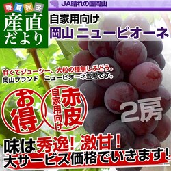 ���R���Y�@JA����̍����R ���Ɨp�j���[�s�I�[�l�@�Ǖi ��1�L���i2�[�j�������� �Ԃǂ� ��Ȃ����Ԃǂ�