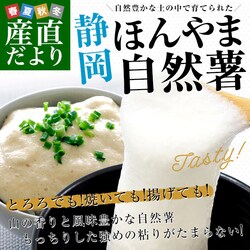 �É������Y�n���� JA�É��s �{�R���R�� �ق��܂��˂񂶂� 1�{�� L�T�C�Y 1�{���� �������� �R�� ��܂��� �Ƃ��y��������3������18���ȓ��ɔ������܂��z
