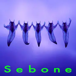 CD / �Ƃ� / Sebone -�Ґ���-