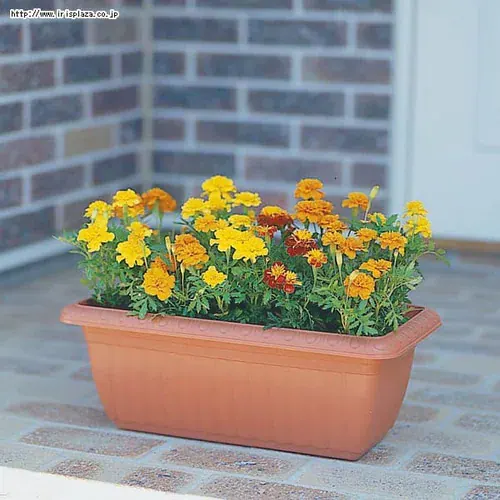 ���ԁ@�@�}���[�S�[���h�v�����^�[�@�����@���O�g�p�@�x�����_�@�X��_2