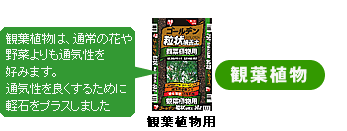 �ϗt�A���p