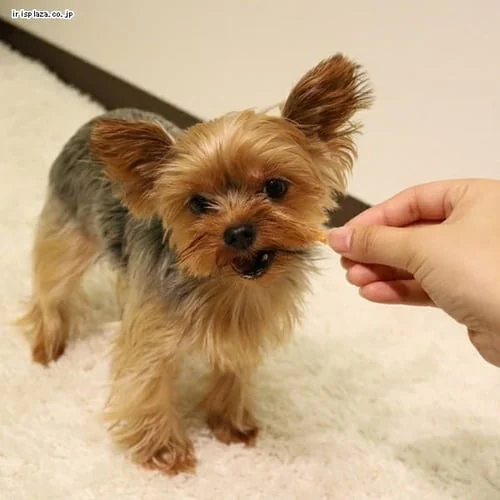 ドギーマン ホワイデント ササミdeデンタル 70g_3