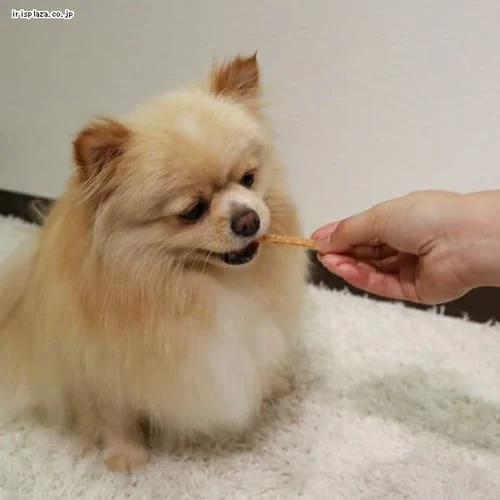 ドギーマン ホワイデント ササミdeデンタル 70g_6