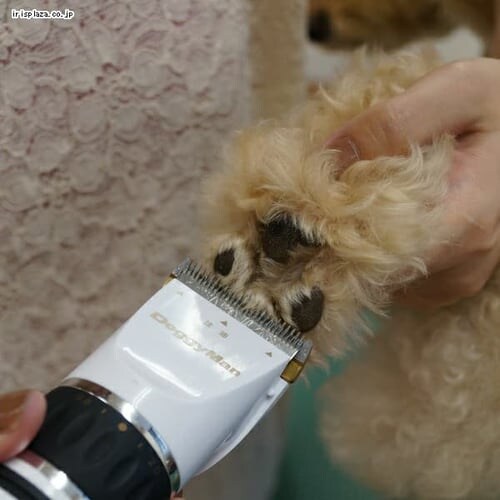 hM[} z[o[o[ GLXp[gX^C_4