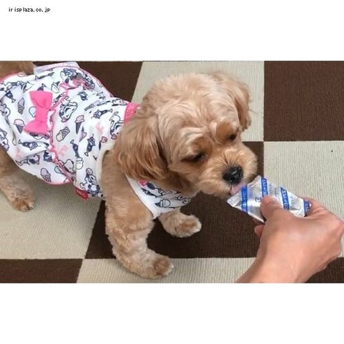 AEI Love for Pet 5ml~15ܓ_7