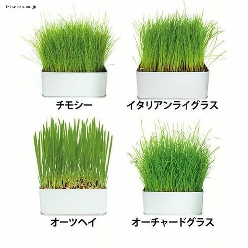 イースター セレクションファーム 牧草栽培セット チモシー