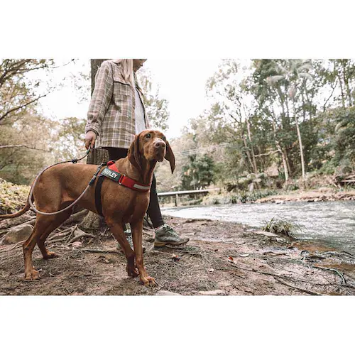  T~bg[hCg 6mm bh EZYDOG_3