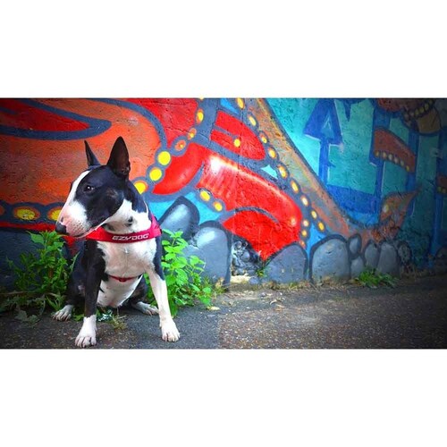  n[lX NCbNn[lX XXS bh EZYDOG C[W[hbO_4