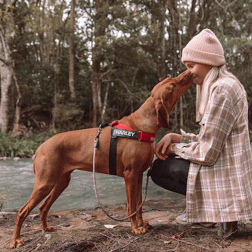  n[lX GNXvXn[lX XS ubN EZYDOG C[W[hbO_2