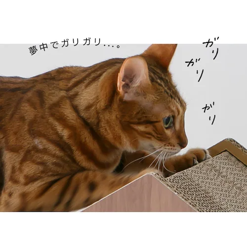 _{[Op߂Ƃ ؖځiA\j uEyvUZNgz_15