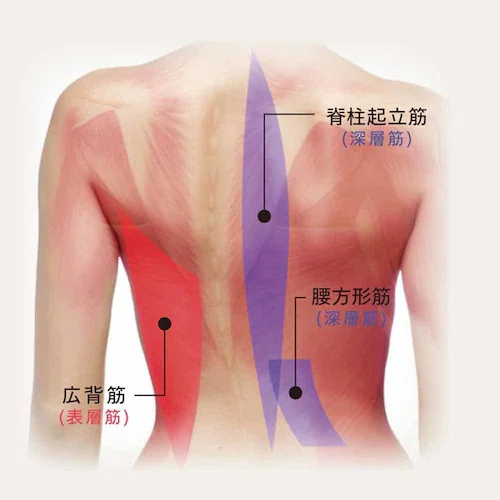 アテックスルルド プレミアムシートマッサージャー AX-HPL368DG ダークグレー【プラザセレクト】_4