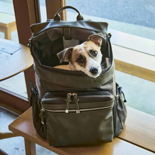 CITYDOG VeBobNpbNL[-S- ubN_17