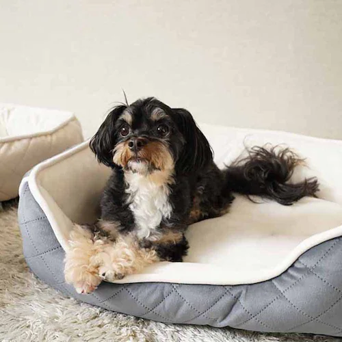 ybgxbh adorable pets OLgXNGAxbh M lCr[ SB-209MNV_4