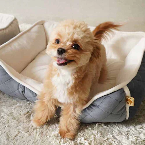 ybgxbh adorable pets OLgXNGAxbh M lCr[ SB-209MNV_6