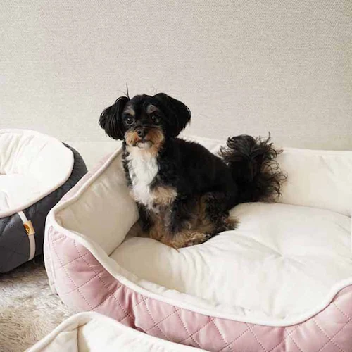 ybgxbh adorable pets OLgXNGAxbh M lCr[ SB-209MNV_8