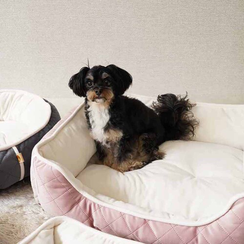adorable pets OLgXNGAxbh L SB-209LPI sNyvUZNgz_3