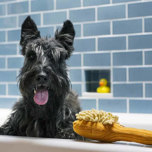 XvbVXvbV {fBuV p ʂ_6