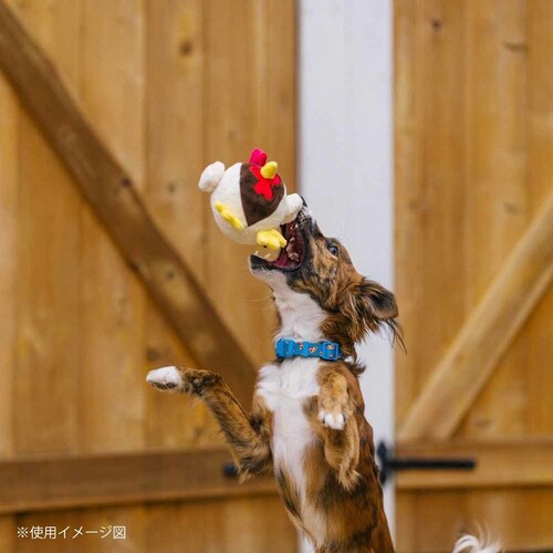 o[[hofB[Y sbOp ʂ_12