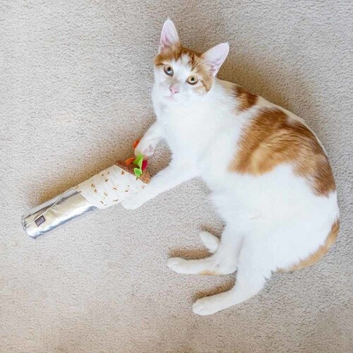 tB[CtW[ Vvug[ Lp ʂ_9