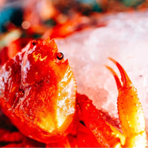 紅ずわいがに爪付き肉3L _3