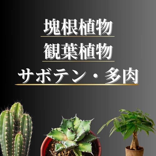 �v���g���[�t ���������ϗt�E�����̓y�v���~�A�� 3.5L �y�v���U�Z���N�g�z_5