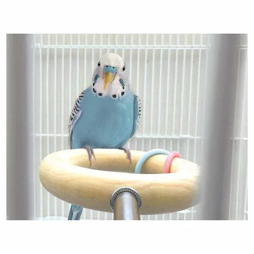 minimal LAND 小鳥のとまリング MB-439 【プラザセレクト】_5