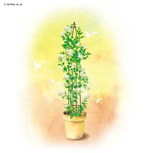 G-Story オベリスク スリム GSTR-RC15_7