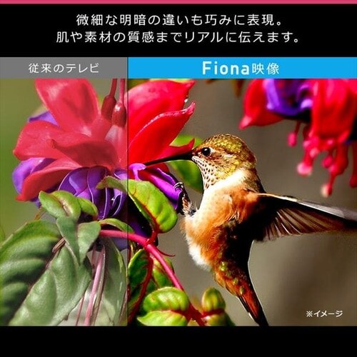 y󂠂z4j`[i[ter 55V Fiona ubN 55XUC30Py\z_10