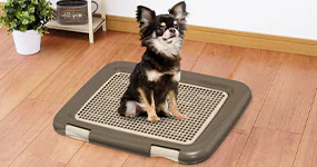 �y�b�g�V�[�c�E�g�C��