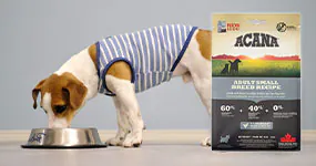 �h�b�O�t�[�h