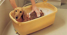 �������E�P�A�p�i