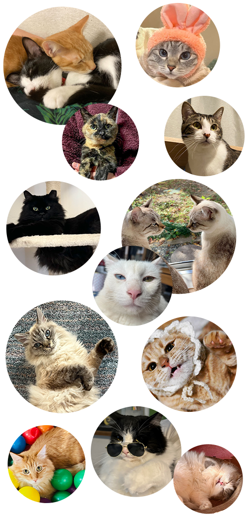 お猫様の画像