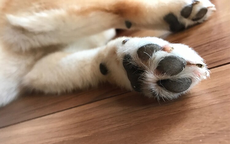PAɂ