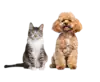 ybg