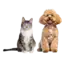 ybg