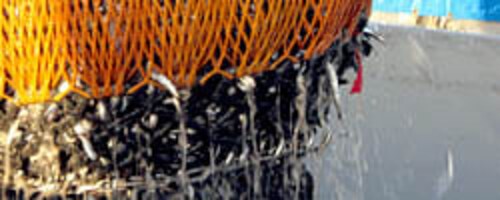 ������Ѝ����C�Y