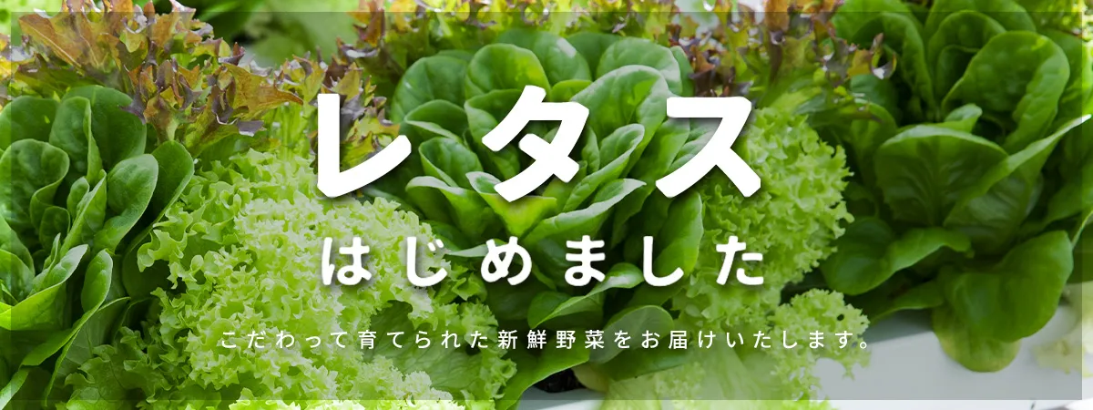�V�N���^�X�E�J�b�g��ؓ��W
