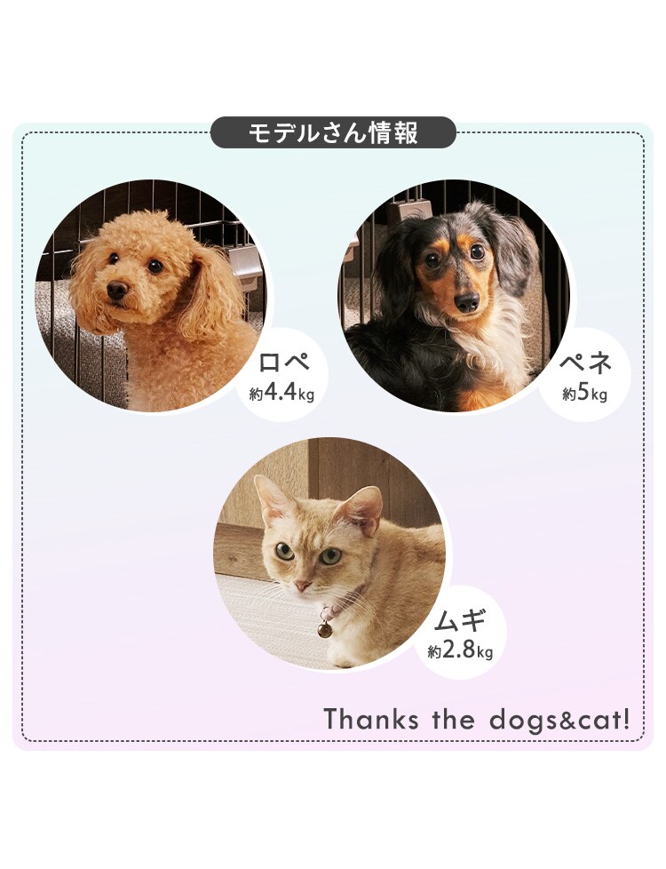 ペット用おむつ XSサイズ4