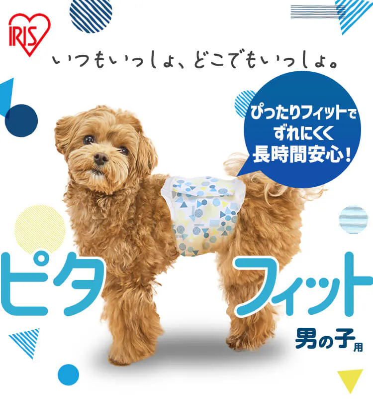 【男の子用】犬 おむつ ピタフィット  MNPD 全4サイズ0